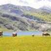 vacas